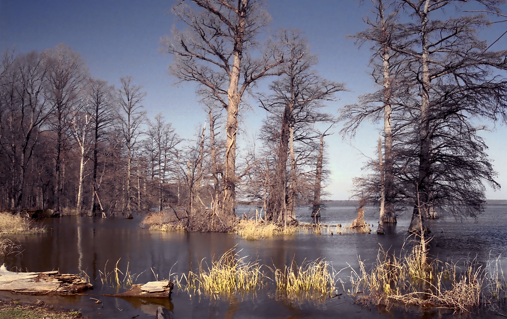Reelfoot Lake Kentucky Living Reelfoot Lake Kentucky Living