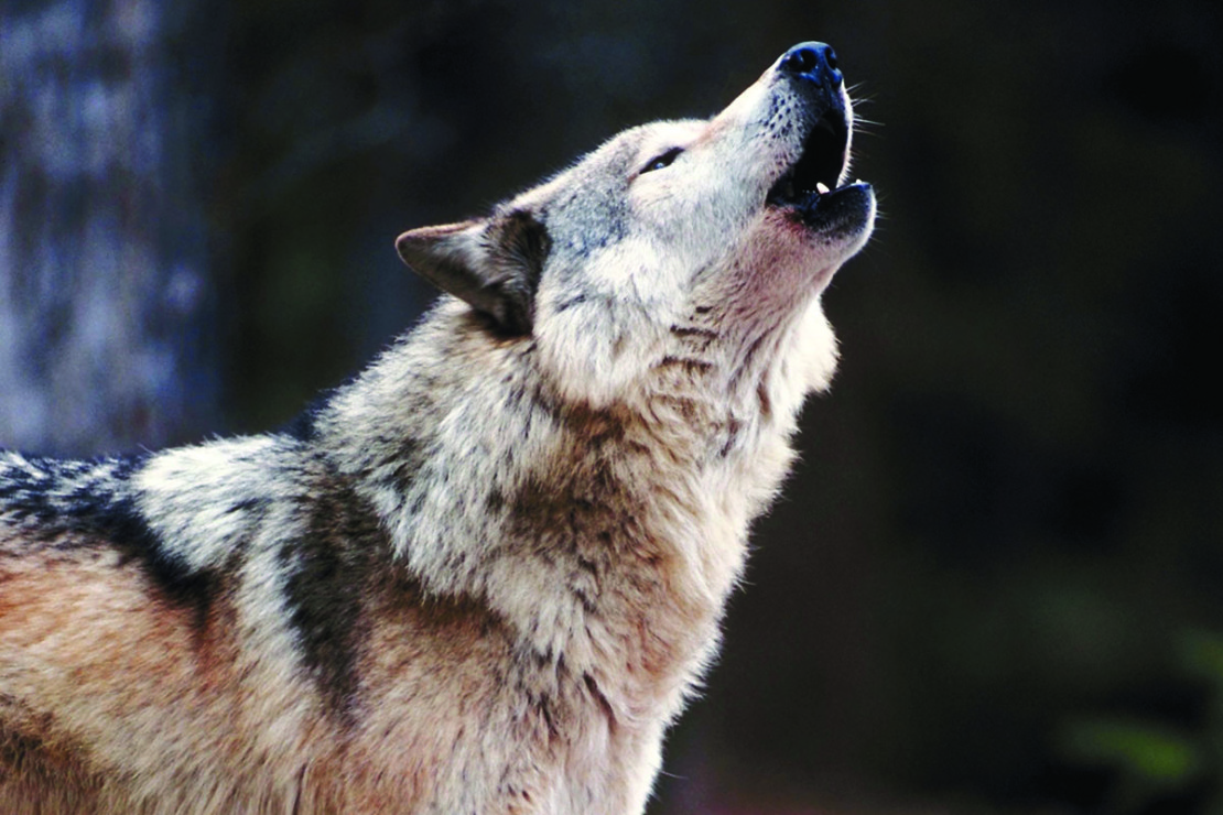 Coyote, wolf, or both? - Kentucky Living