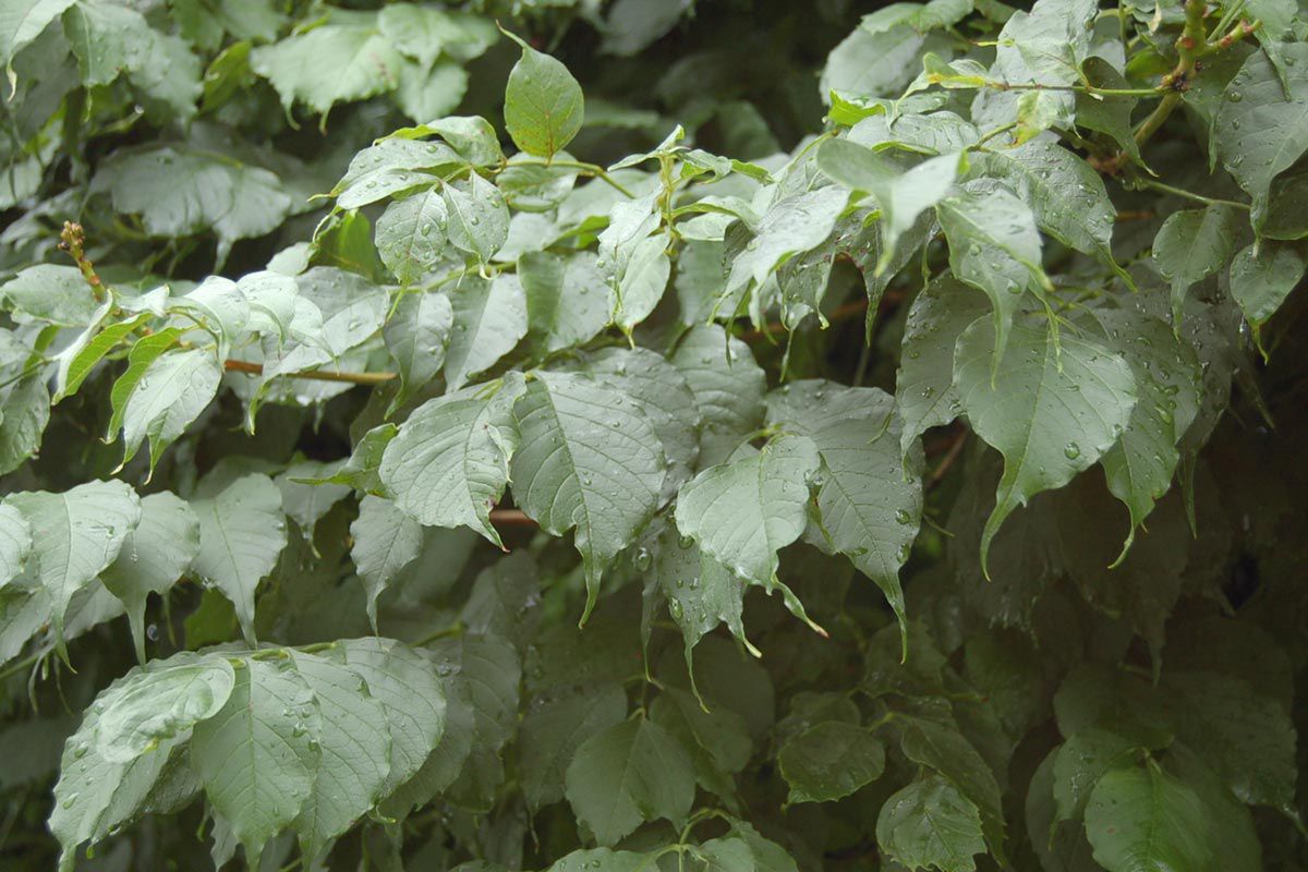 I planted a trumpet vine seven years ago and it... Kentucky Living