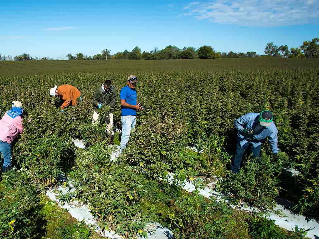 Hemp Harvest Equipment — CBD Hemp Harvesting Solutions