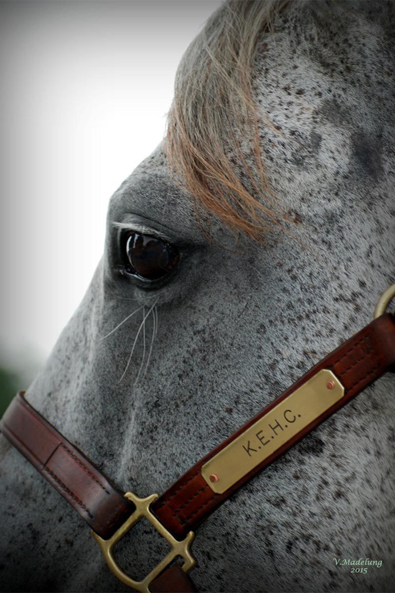 Kentucky-Equine-Humane-Center-Bridle-on-spotted-horse