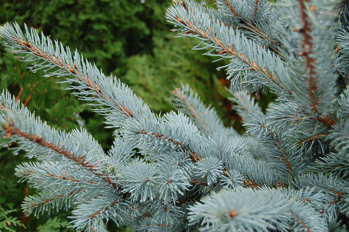 Blue Spruce – The Tree Folks