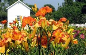Dazzling Daylilies Festival