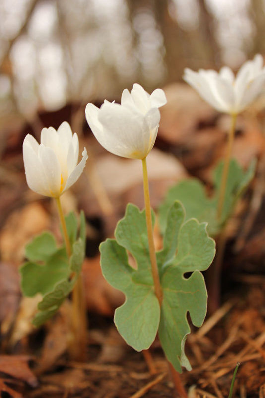 Lunch & Learn: Early Blooming Wildflowers