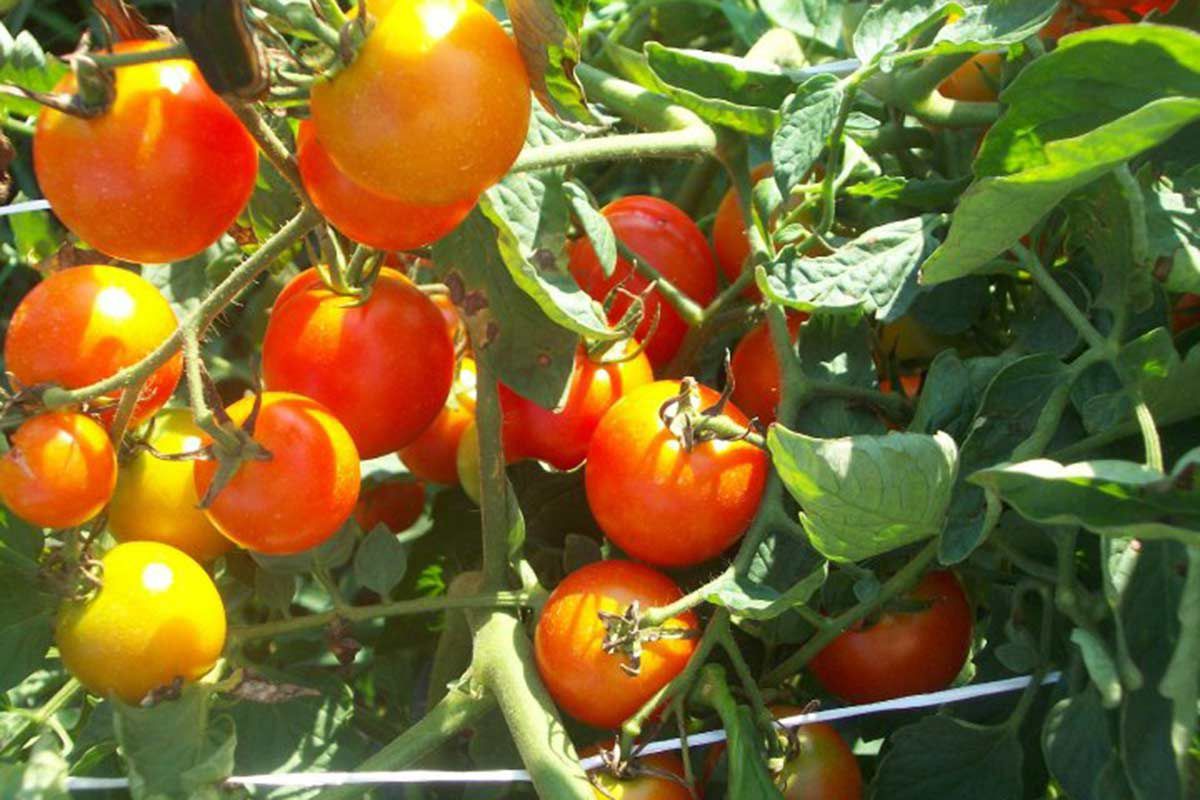 Dennison's Market tomatoes