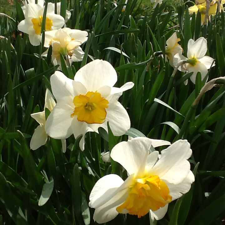 Spring Daffodil Viewing & Garden Luncheon