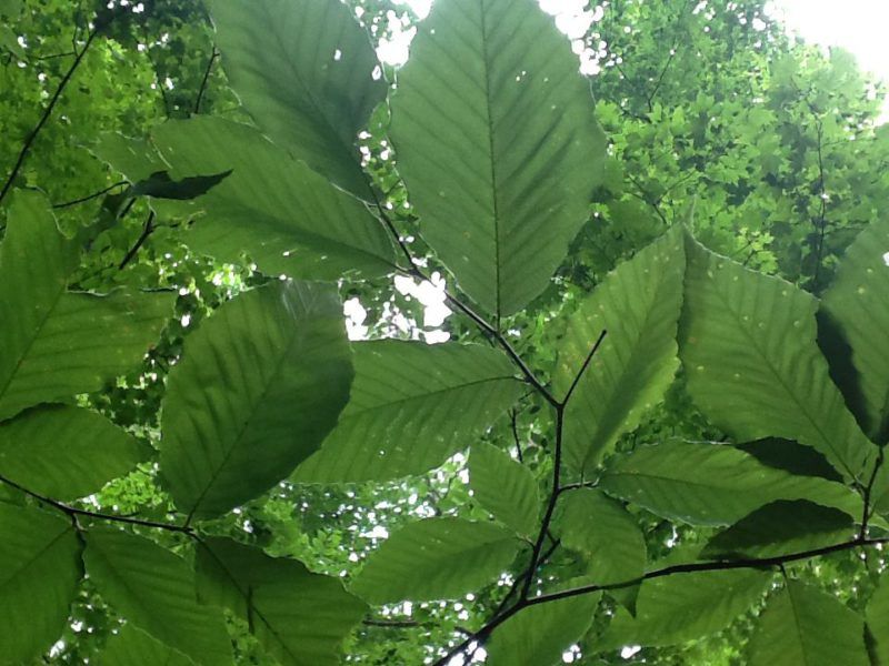 ECO Kids Discovery Days: Looking at Leaves