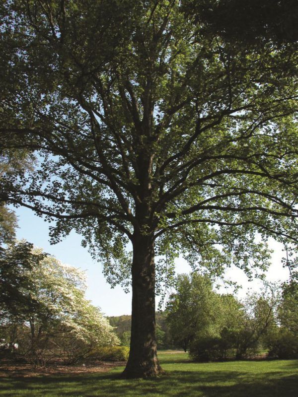 Lunch & Learn: Heritage of Trees