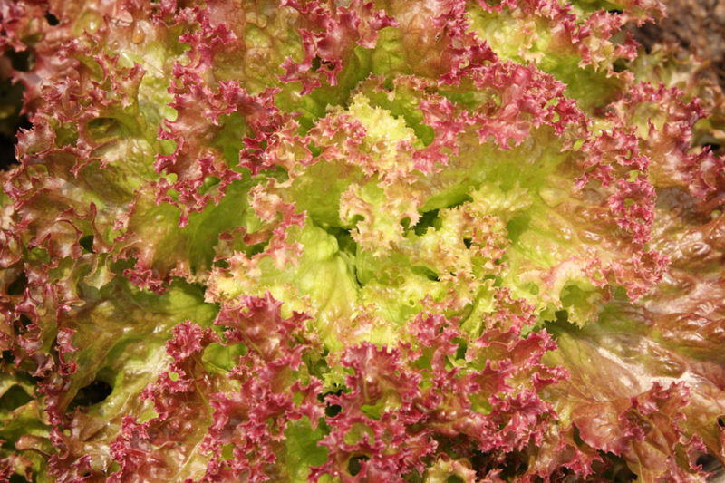 Smart Gardens & Landscapes: Planning the Fall Garden