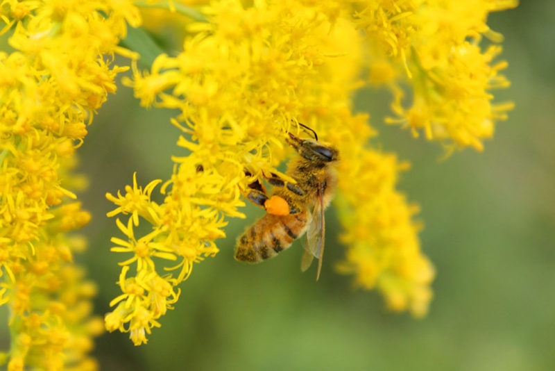Pollywog Play Parties: Behaving Like Bugs and Bees