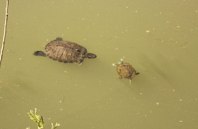 Pollywog Play Parties: Life in the Pond