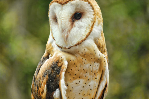 Kentucky Fish Wildlife Seek Barn Owl Nest Locations Kentucky