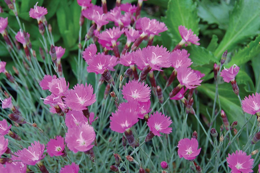 Dianthus Firewitch