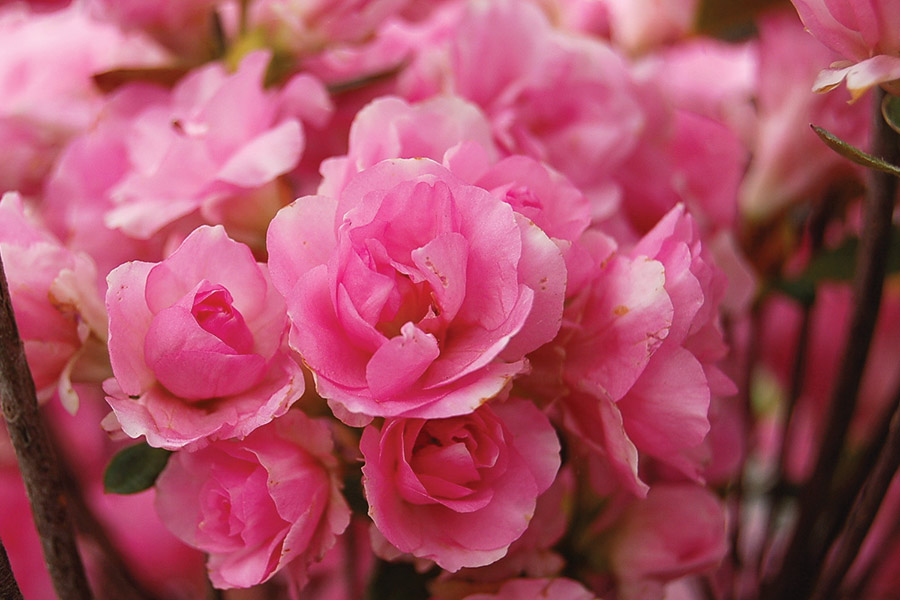 Azalea Rosebud