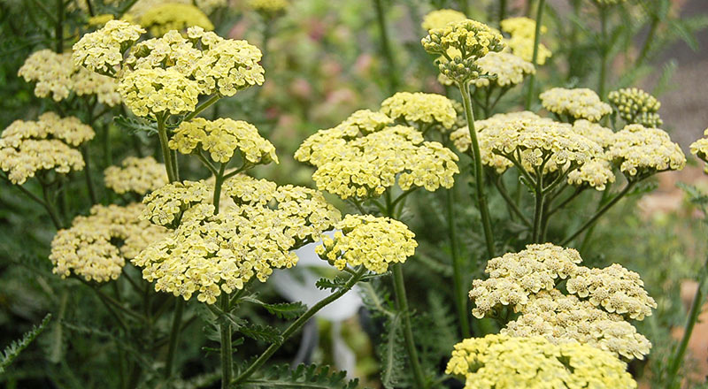 Yarrow Moondust