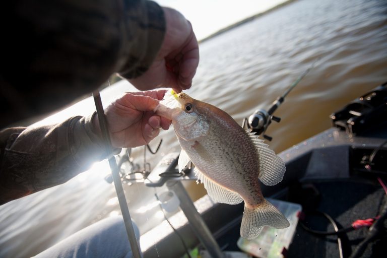 Best places to catch a copious creel of crappie Kentucky Living