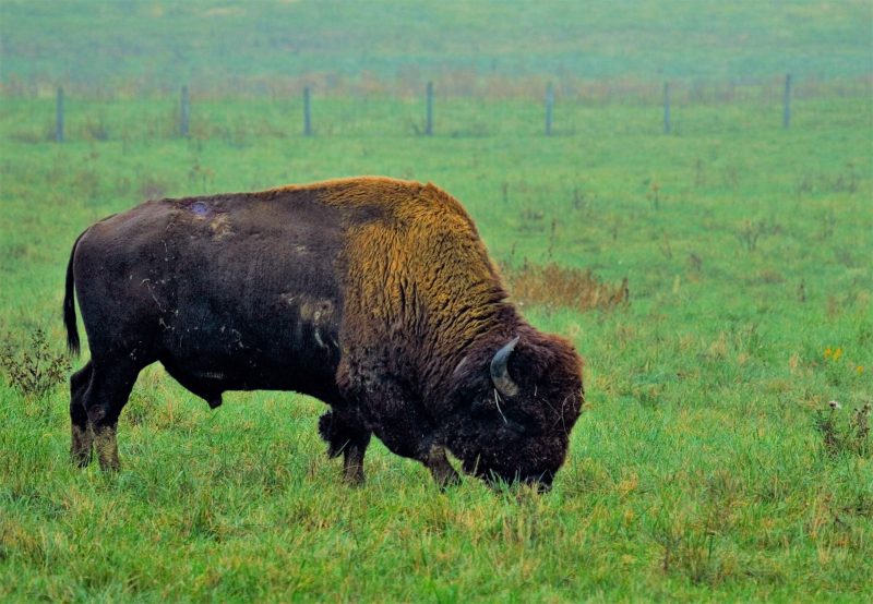 Bids Being Accepted on Four Bison at Big Bone Lick State Historic Site