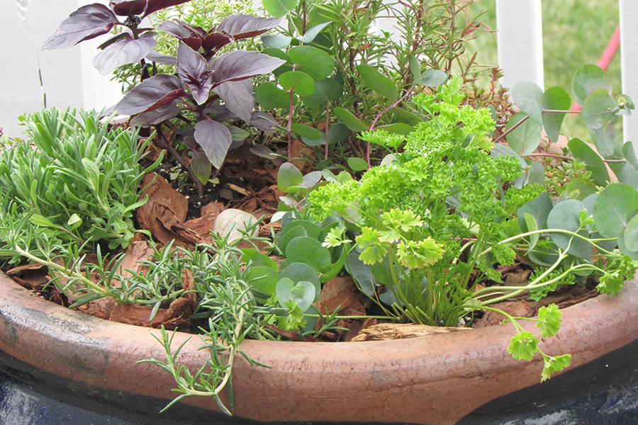 Do you know if front yard vegetable and herb gardens are permitted