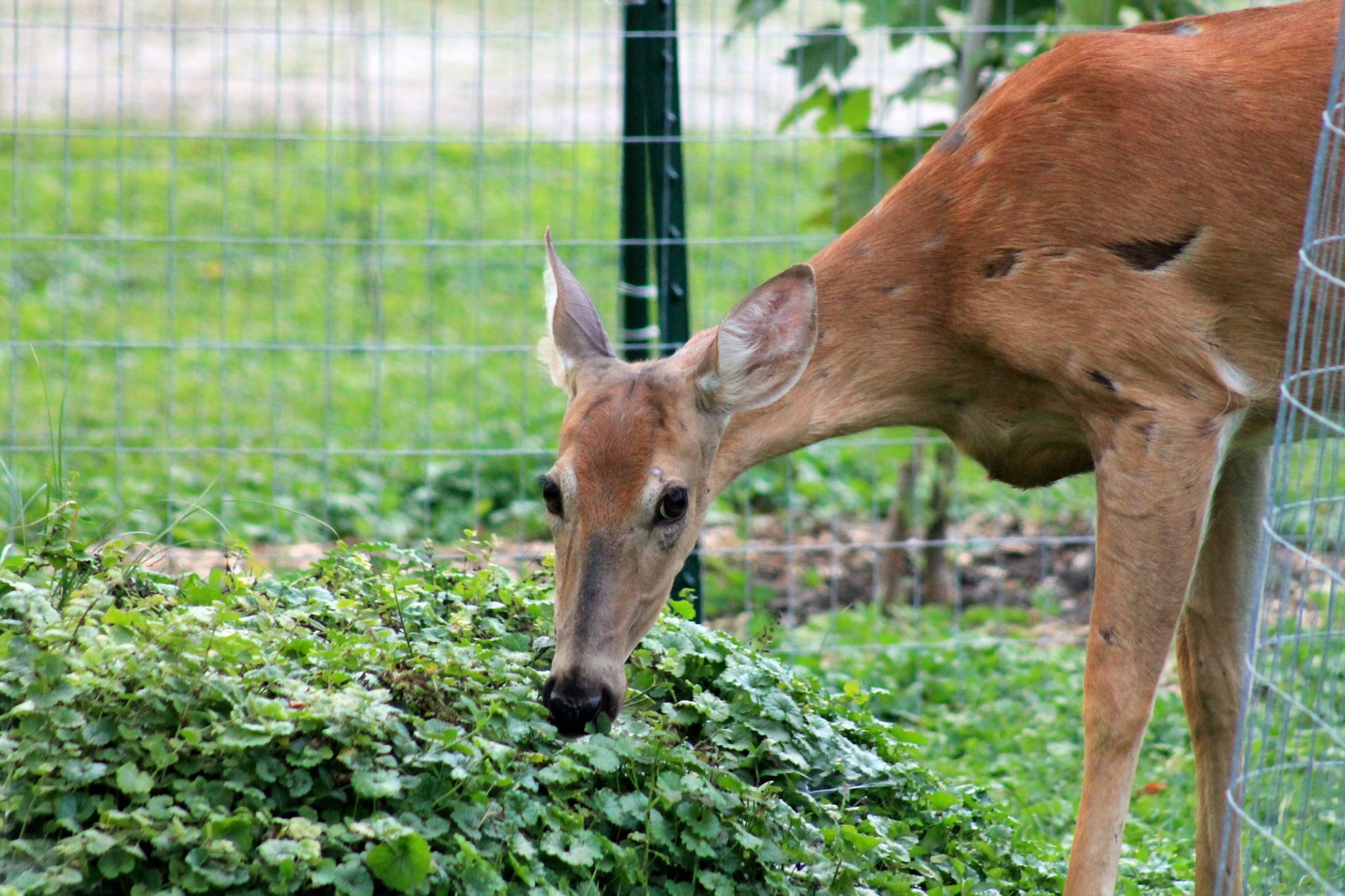 Deer Me! What’s Eating Your Landscape? - Kentucky Living