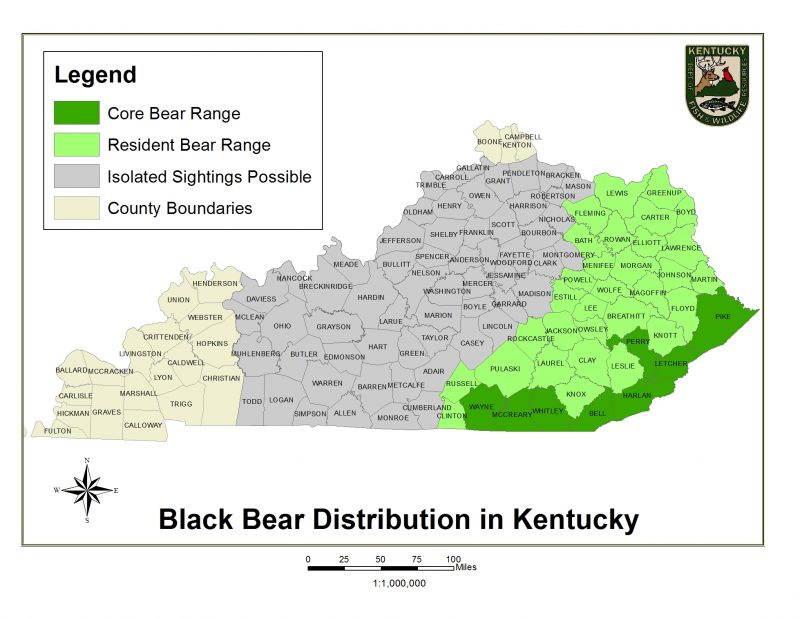 Bear with us Kentucky Living