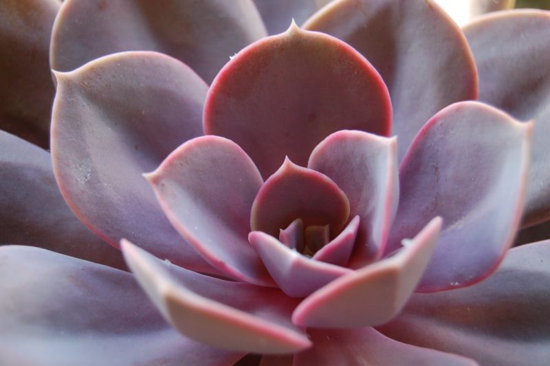 Care for the cacti Kentucky Living