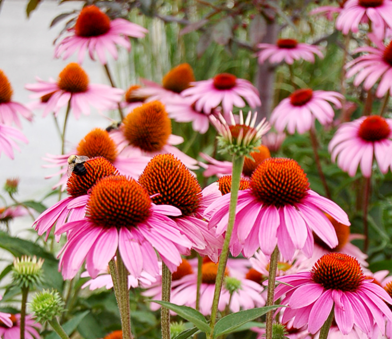 The versatile, varietal coneflower Kentucky Living