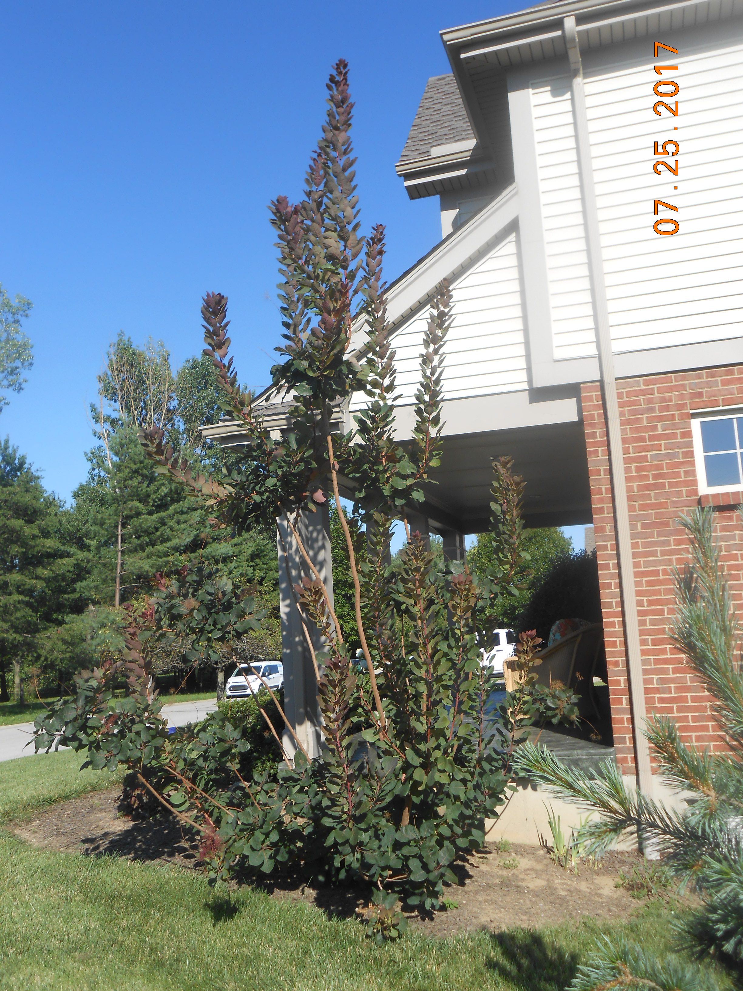 Smoke Tree Cut Back? Kentucky Living