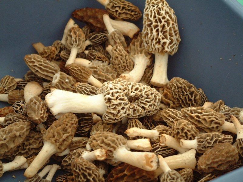 Mountain Mushroom Festival – 28th annual