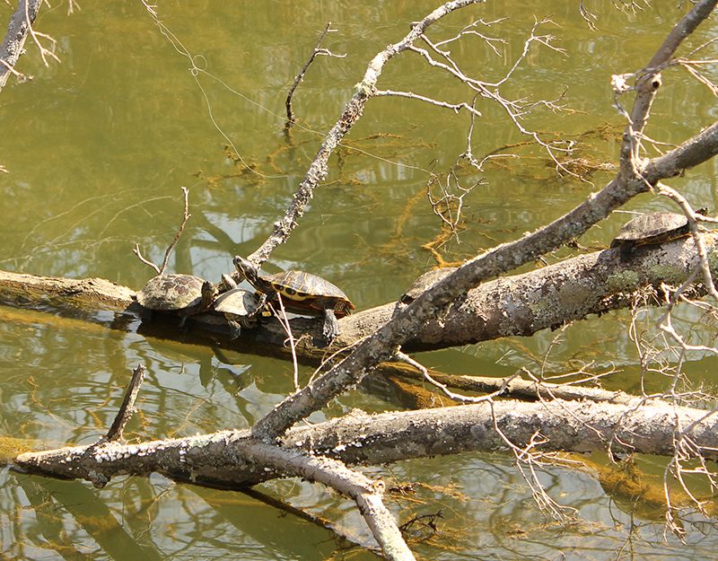 Eco Kids Discovery Day: Spring Lookout