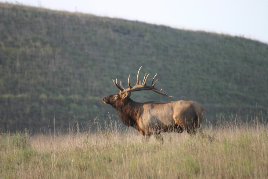 Elk hunt deadline April 30 Kentucky Living