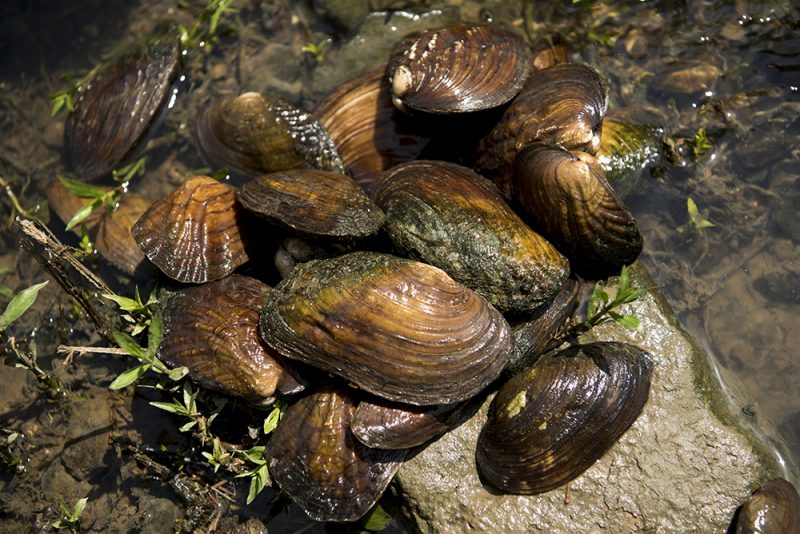 mokelumne river freshwater mussels