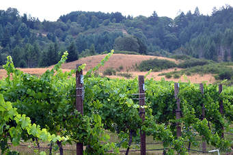 Uncork & Unwined