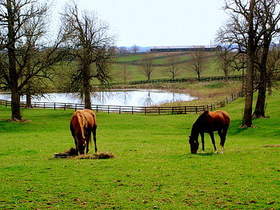Stills & Stallions