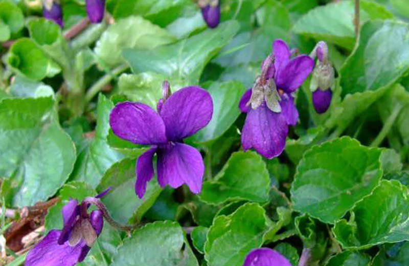 How to stop wildviolet invasion? Kentucky Living