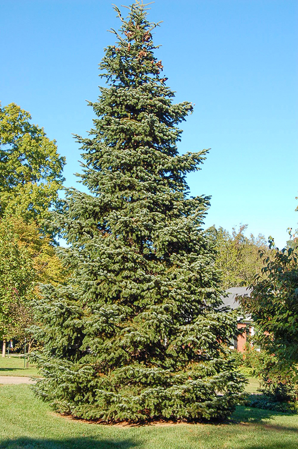 Fraser Fir - Kentucky Christmas Tree Association, USA