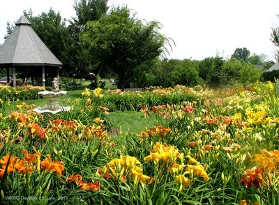 Dazzling Daylilies Festival With Balloons In The Garden Kentucky Living