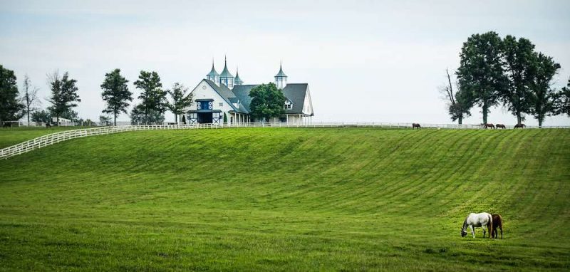 Stills & Stallions