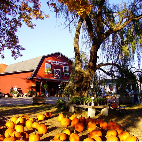 Pumpkin Fest