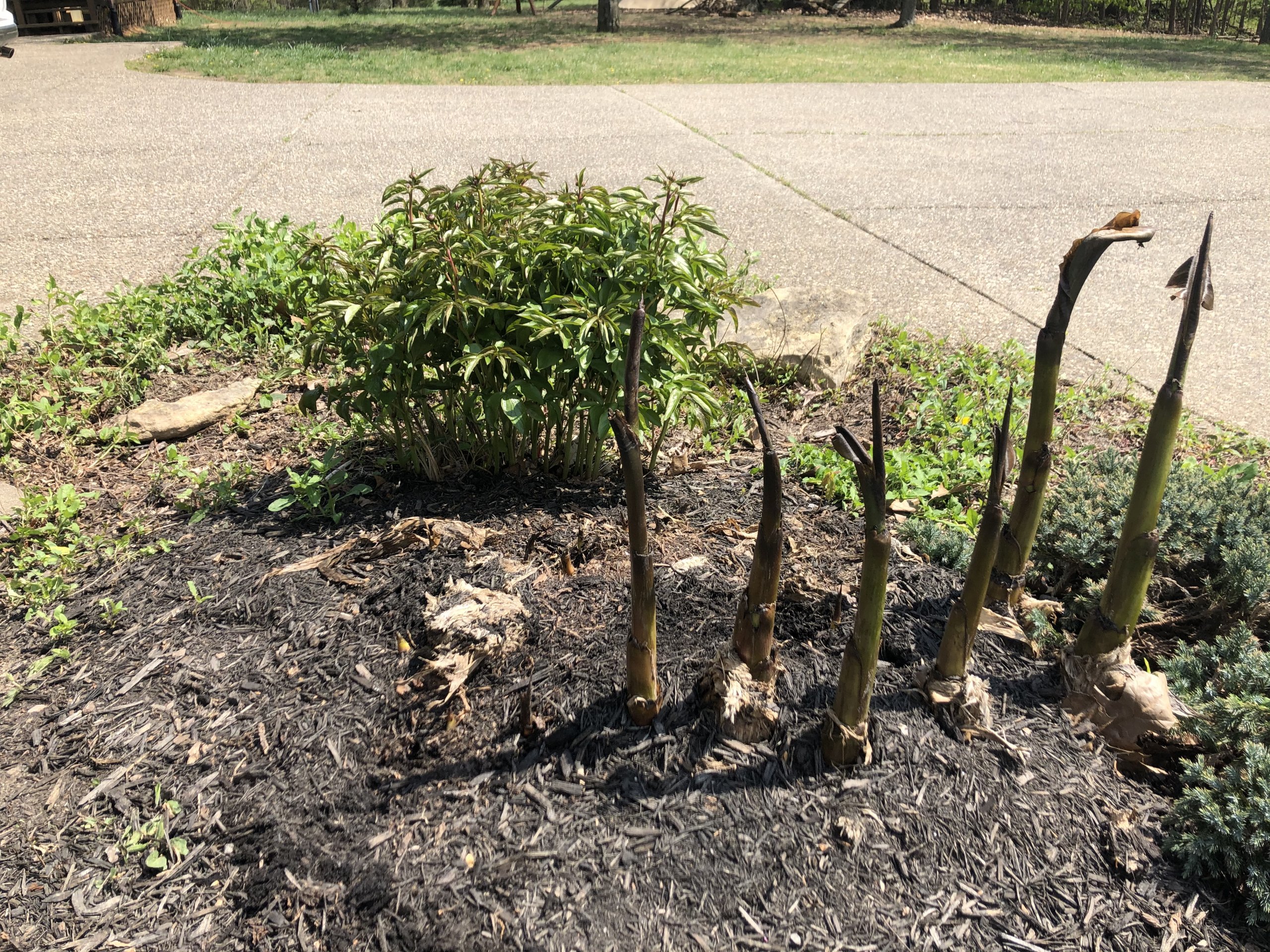 Banana trees Kentucky Living
