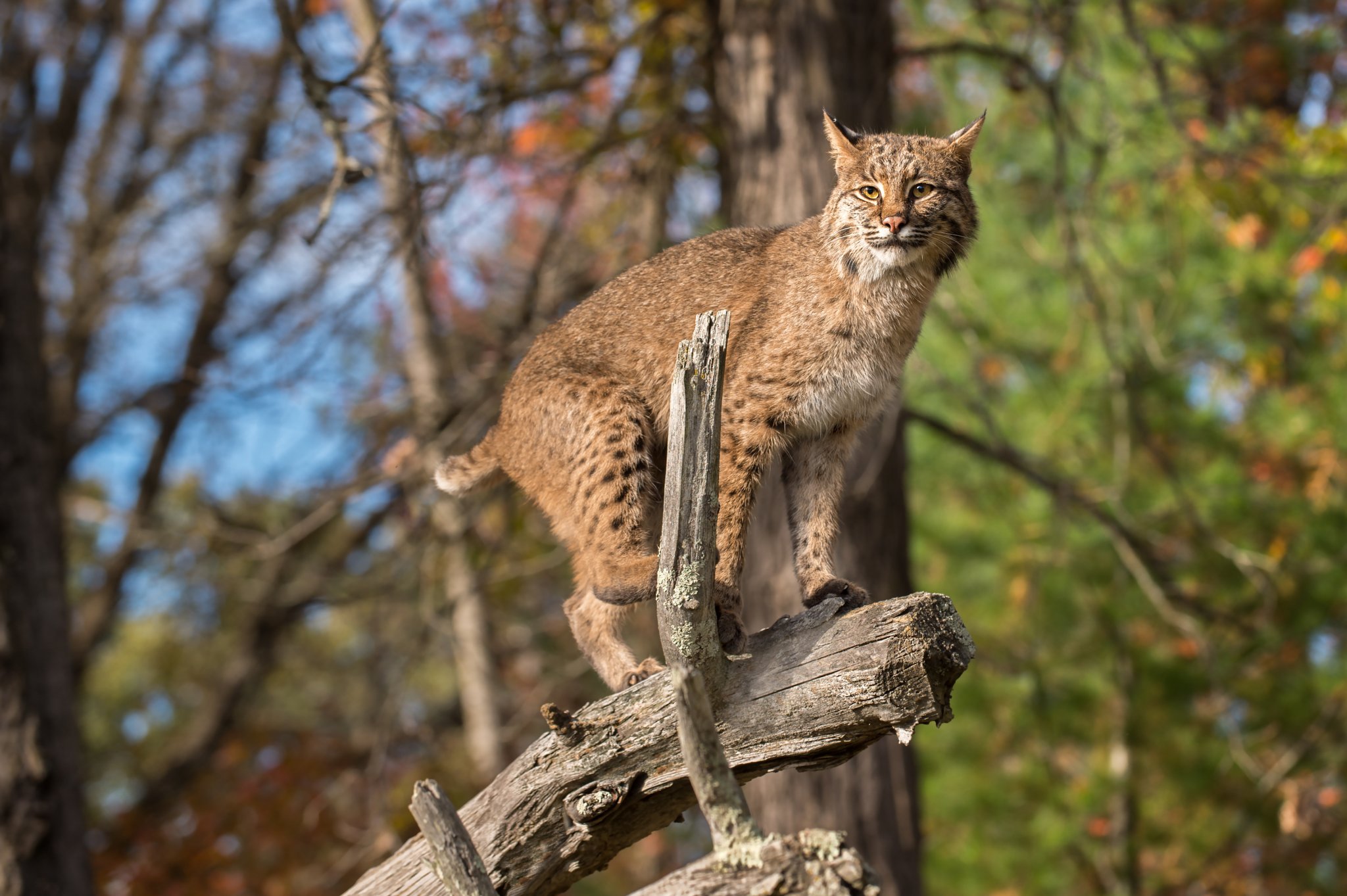 Sussex County Bobcat!  The Bobcat is an elusive creature found in