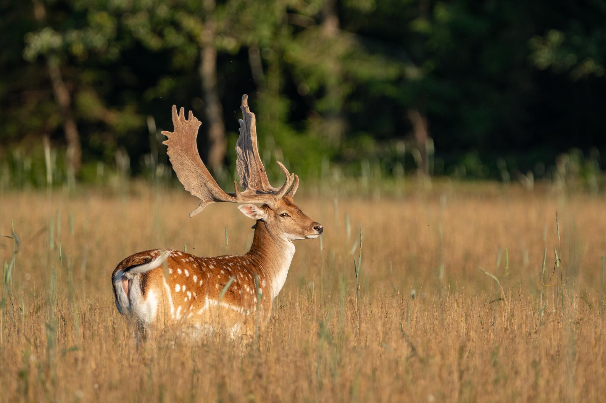 spotted whitetail deer