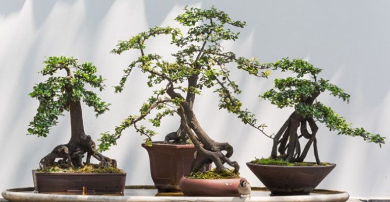 The Beauty of Bonsai Sequence: Introduction – VIRTUAL