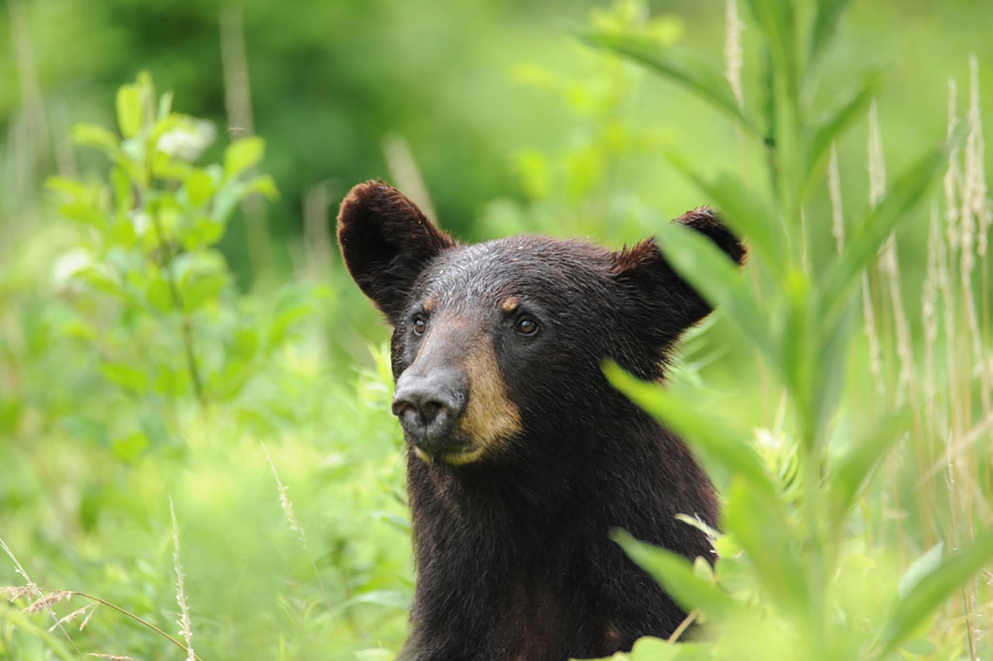 The bear facts - Kentucky Living