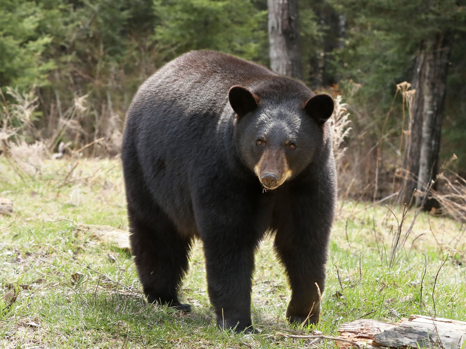 The bear facts Kentucky Living