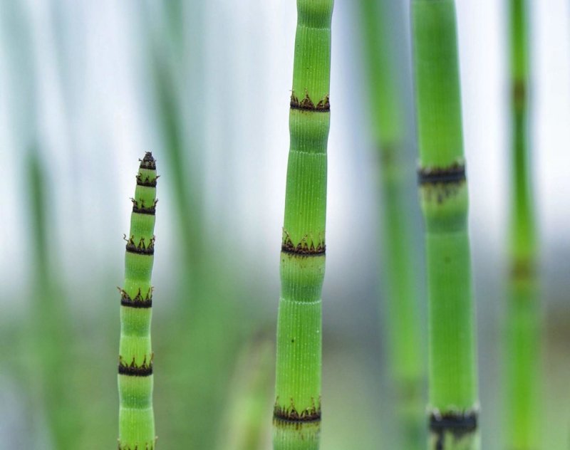 The Evolution of Plants – Virtual Workshop