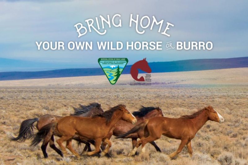 Wild Horse Adoption Event