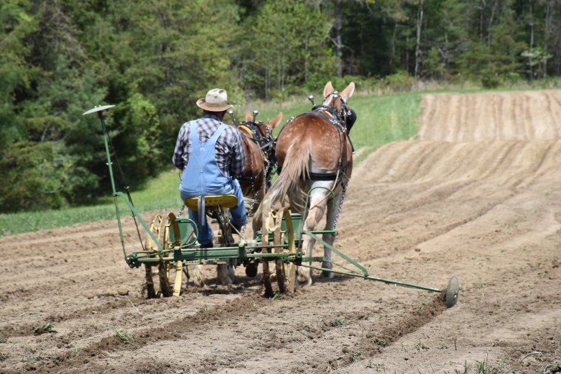 22nd Annual Spring Planting and Music Festival