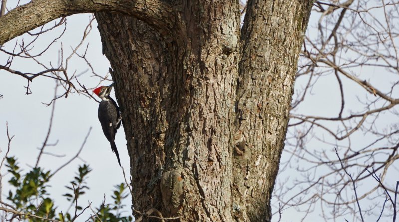 Great Backyard Bird Count