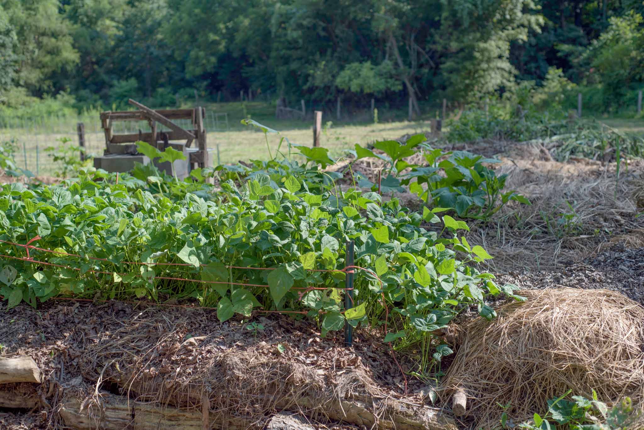 garden bed compost