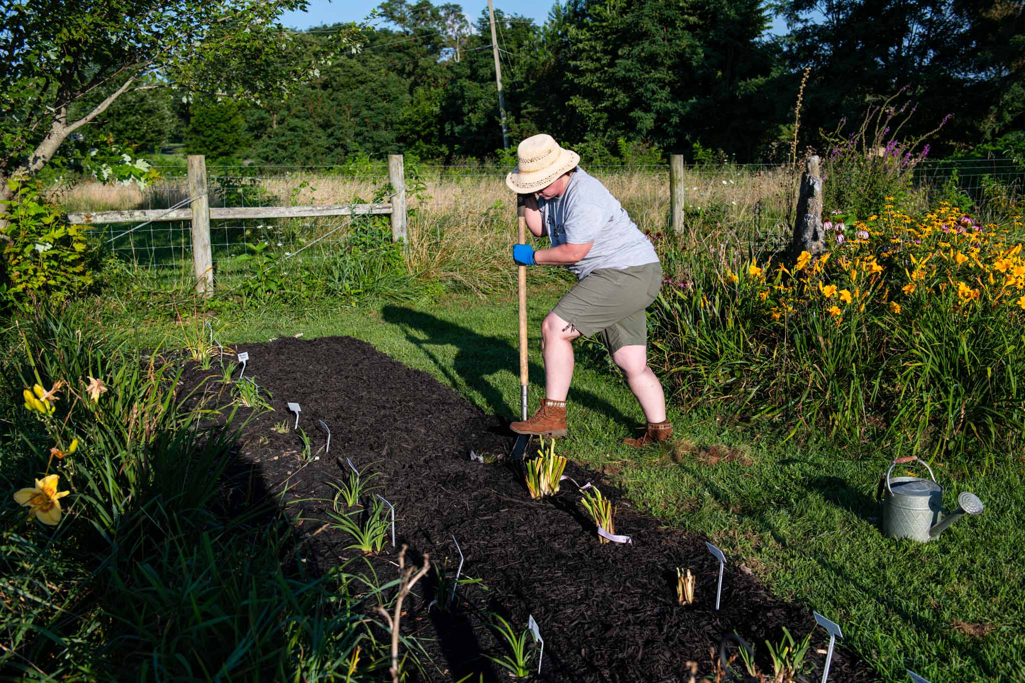 planting daylilies